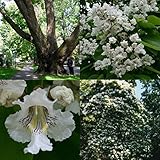 Seeds 30 + northern semi -catapula agramsero rapid growth/splendid flowers : Seeds Only
