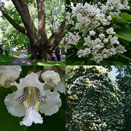 30 + Norte SEMI CATAPULA Albero/a crescita rapida/splendidi Fiori