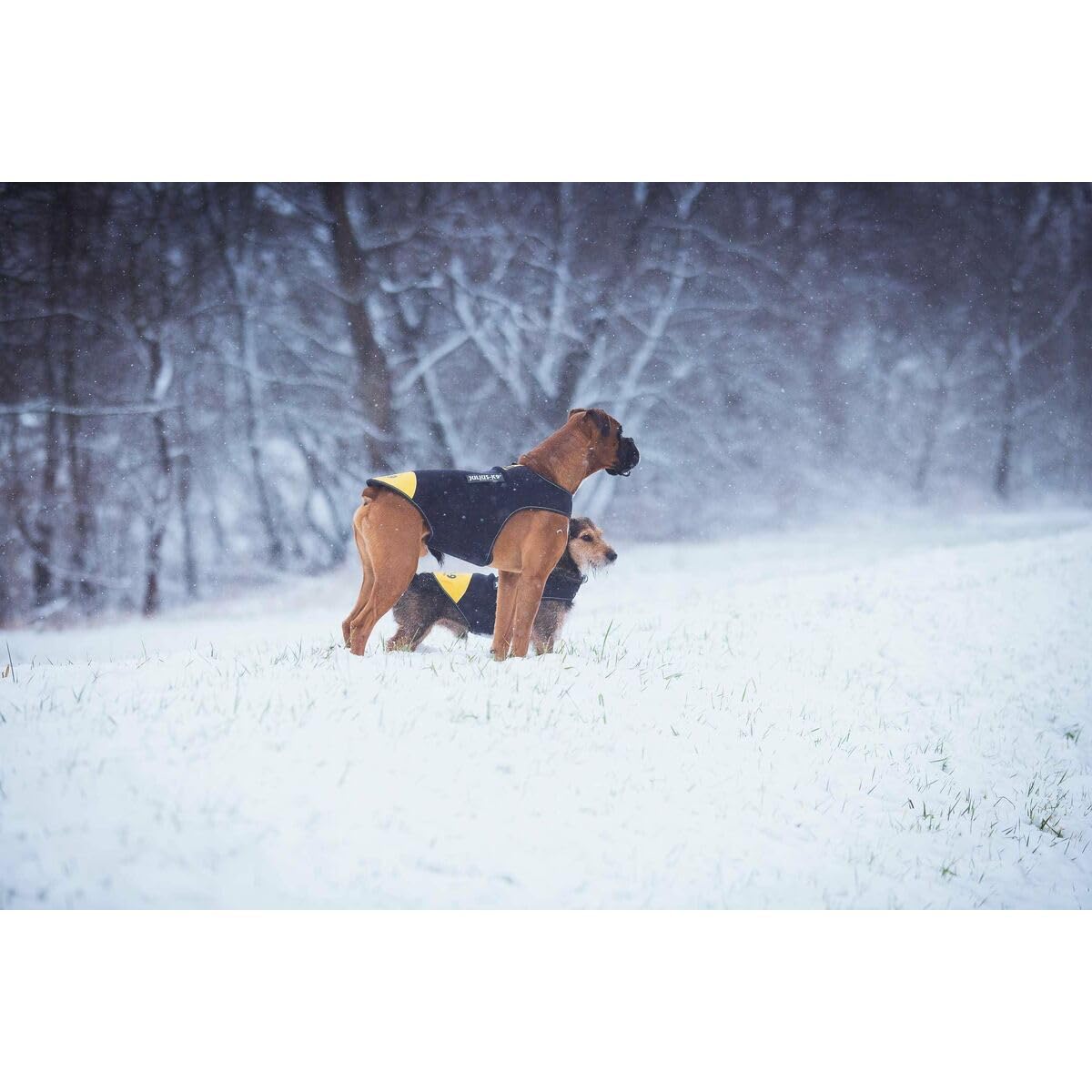 Julius-K9 IDC neoprenowa kurtka dla psa, rozmiar: XL, czarna i żółta