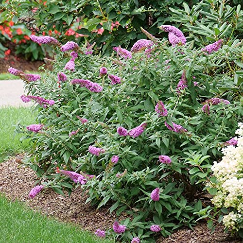 Pugster Pinker™ Butterfly Bush - Buddleia - 4" Pot