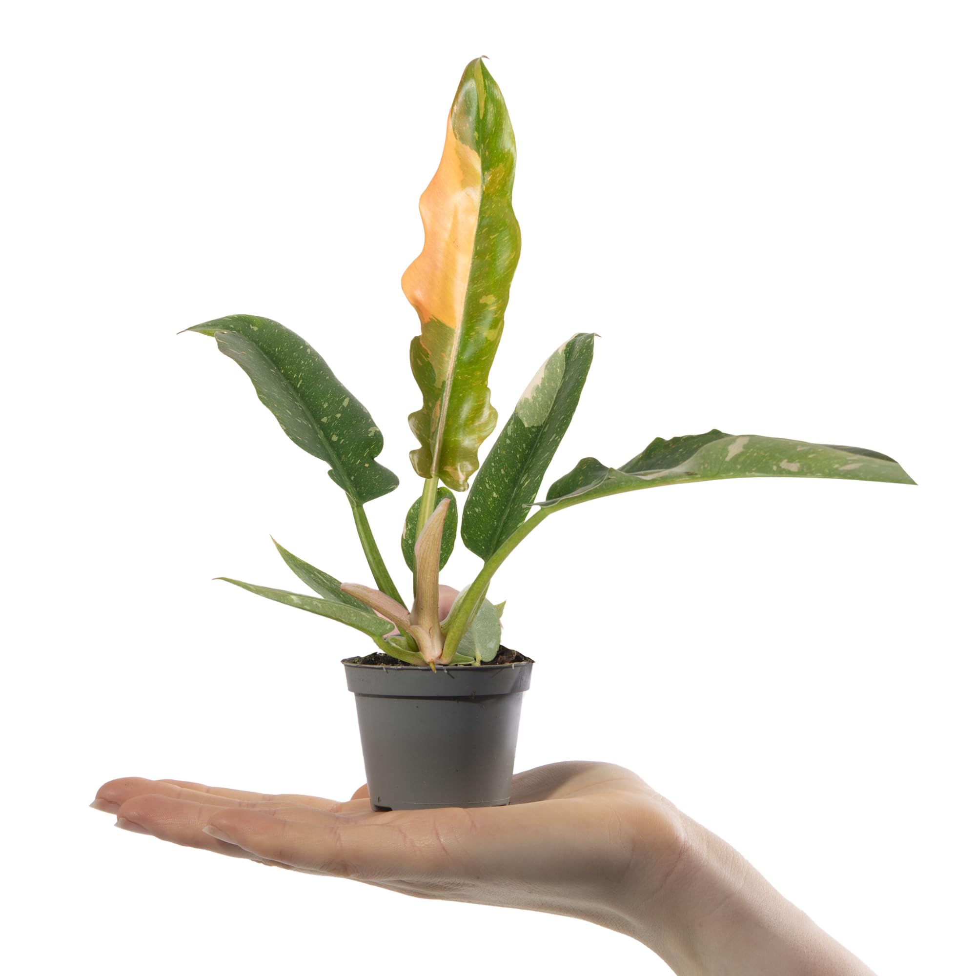 Baby Philodendron Narrow Ring of Fire - Small Indoor Plants - House Plants for Home Office - Grow Your Own Baby Plant - Indoor Plant in Pot