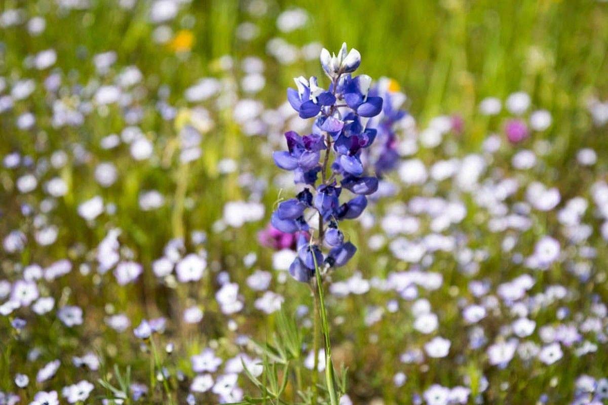 Amazon.com : Sky Lupine Seeds - wildflower with beautiful sky blue