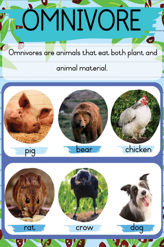 Omnivores Animals Chart For Kids Herbivores | Carnivores | Omnivores