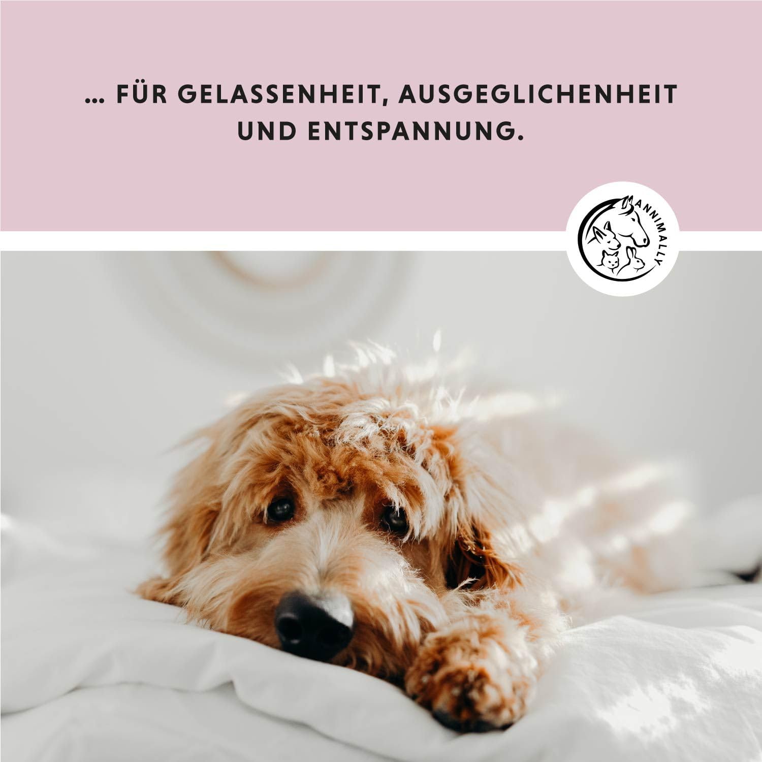 Annimally Hunde Relax Tabletten - Wohlfühl Tabletten für Hunde mit Baldrian, Johanneskraut, L-Tryptophan, 250 XL²-Tabletten bei Angst, Stress & für Reise - hohe Akzeptanz