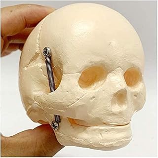 Study Model Fetal Skull Model - Anatomy Foetal Skull Model - Infant Medical Skull Anatomical Skeleton Model - Born Baby Skull - Human Baby Skeleton Teaching Model - for Medical Science (Color : A)