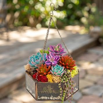 D'Eco Glass Mini Hexagon Display - Tabletop or Hanging Planter Terrarium - Spring Home & Wedding Decor - Fill with Succulents, Cacti, Air Plants, Moss, Flowers for Plant Lovers