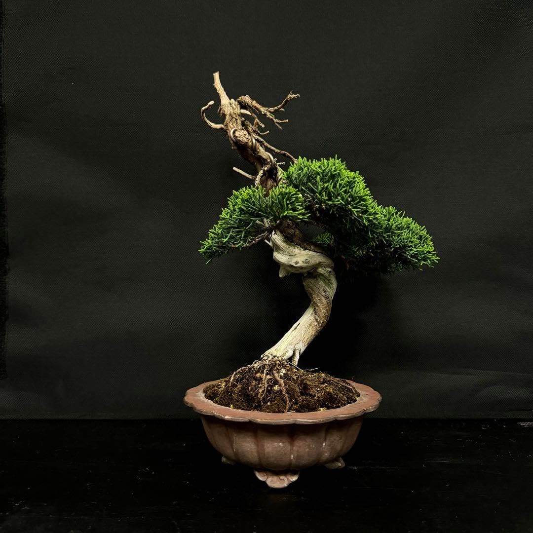 立派すぎる】かっこいい五葉松盆栽☆ 黒松 赤松 真柏 杜松 【公式通販】