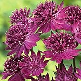 Astrantia Venedig Meisterwurz kompakte verzweigte mehrjährige Kräuterpflanze für den Außenbereich