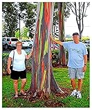 Live Rainbow Eucalyptus Tree Two Pack (2 Trees) Eucalyptus deglupta Sapling Colorful Bark Live Tree