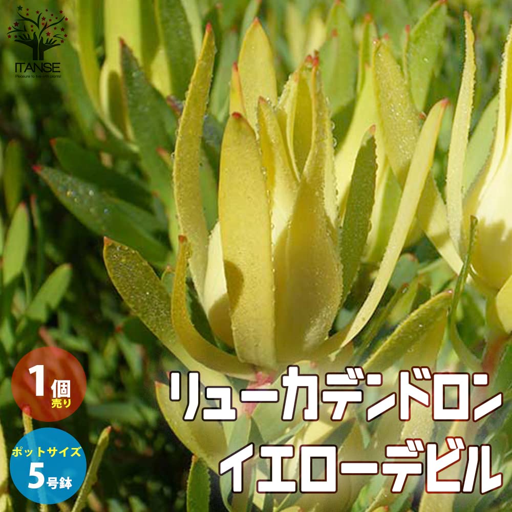 リュウカデンド黄（切花です） 生花】リューカデンドロ ゴールドストライク - 花材通販はなどん