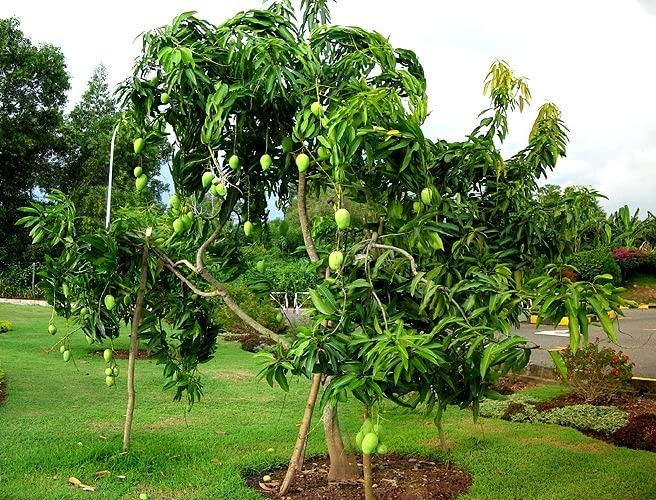 Cloud Farm Rare Dwarf King of Mango Plant Alphonso Grafted 1 Healthy Live Plant CF_05