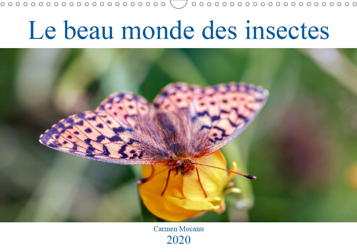 Le beau monde des insectes 2020: Admirons ensemble les beaux insectes de nos champs!