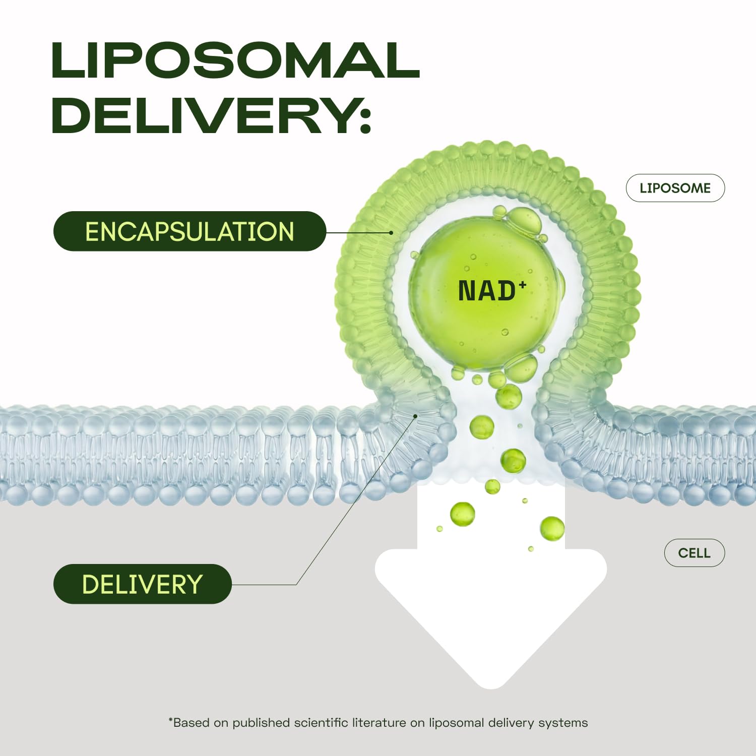 NMNH Supplement Alternative - Liposomal NAD w/Resveratrol - 90-Day Supply - High Purity NAD Supplement for Energy & Healthy Aging - 60 Capsules (3)