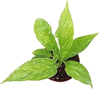 Vista 2 de Spathyphyllium Domino - Variegated Peace Lily - 3'' from California Tropicals