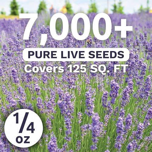Lavender - Large 1/4 Ounce Packet - 7,000 Flower Seeds for Planting - Lavandula angustifolia - Image 2