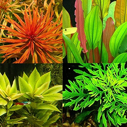 Haloppe 300/500 stks Hydrofiele Planten Zaden voor Thuis Tuin Planten, Zeldzame Water Plant Zaden Aquarium Onderwater Mos Gras Stengel Decor 300st