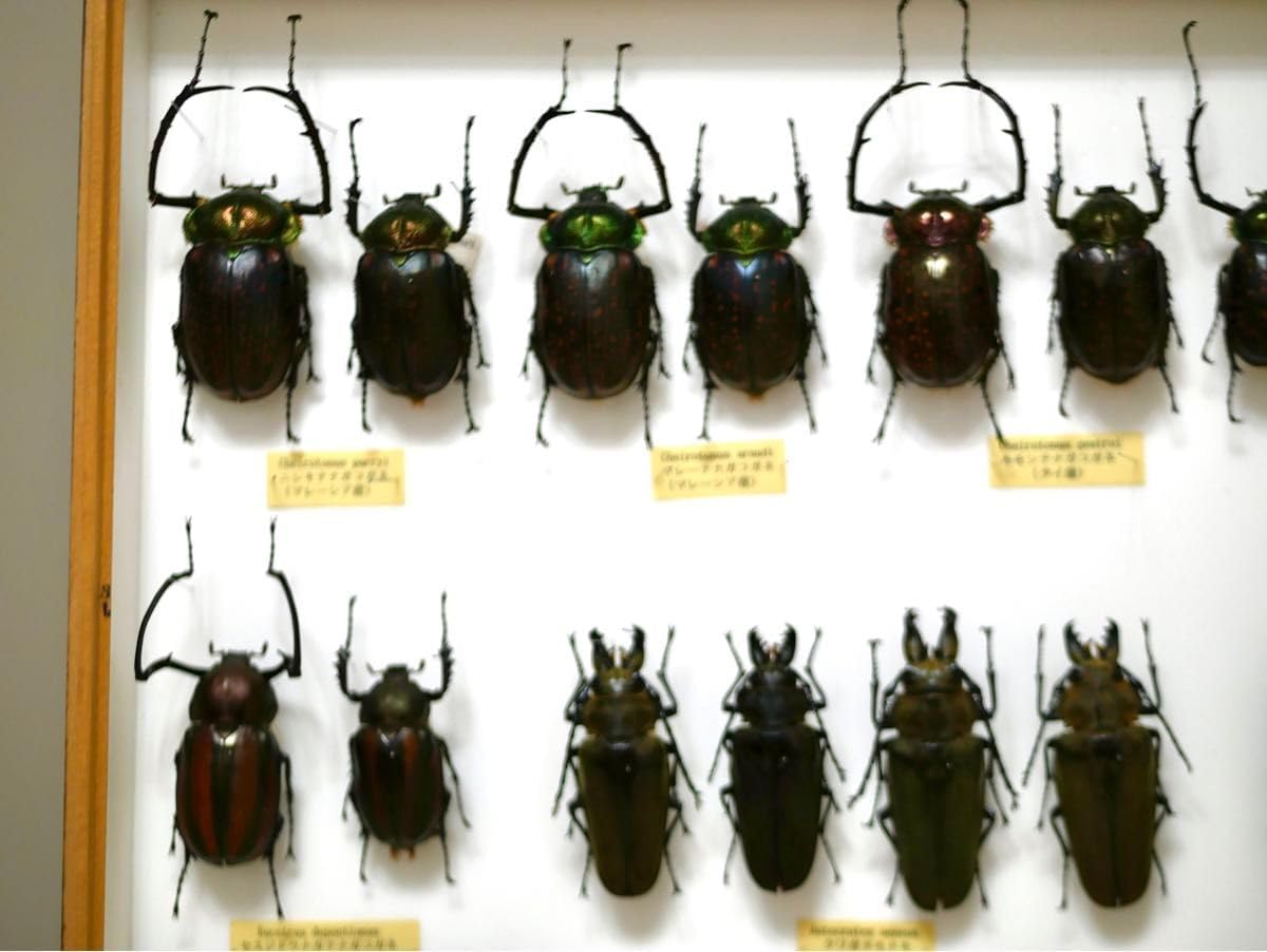 昆虫標本 テナガコガネ各種 クワガタモドキ 産地別コレクション研究用