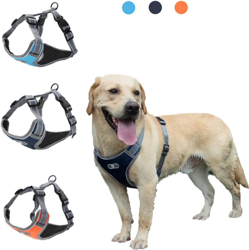 pettorale in intervalli