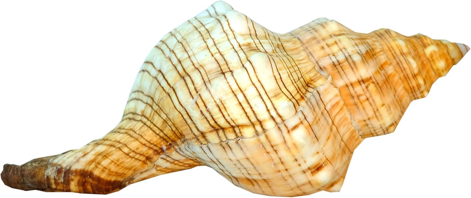 Große Fasciolaria Trapezium Muschel 22–23 cm – Echte Trapez Bandschnecke – Maritime Dekoration, Badezimmer Deko, Aquarium Zubehör, Strandhaus Stil, Geschenk für Meerliebhaber