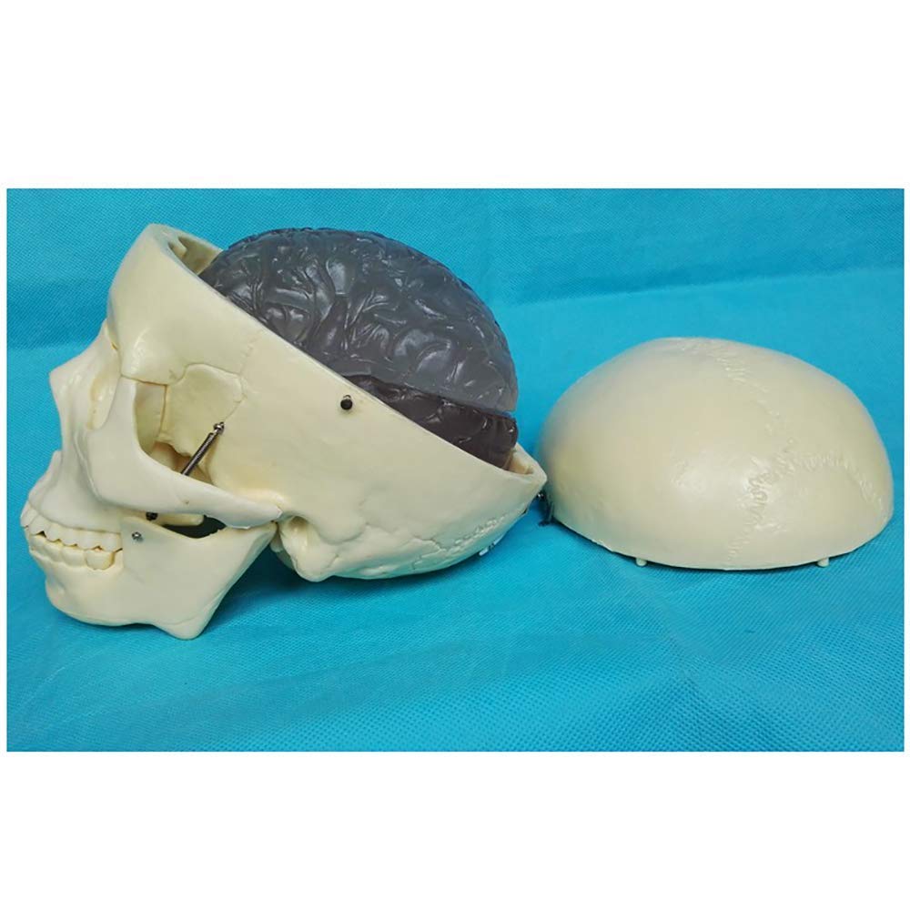 Model dydaktyczny, ludzka czaszka z mózgiem Model anatomiczny - anatomia medyczna Anatomiczny model czaszki ze zdejmowaną czapką czaszki - Materiał PVC - do nauki w klasie Wyświetlacz do nauki Model m