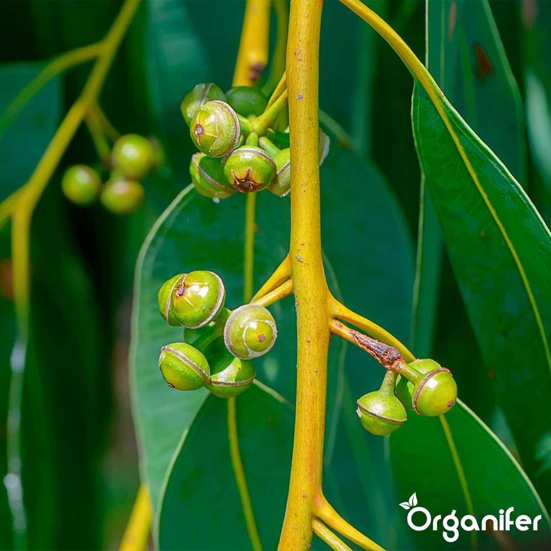 Fertilizante Líquido - 10L - Para Eucalipto - NPK 3-4-3 | Plantas Robustas Y Crecimiento Óptimo - Organifer