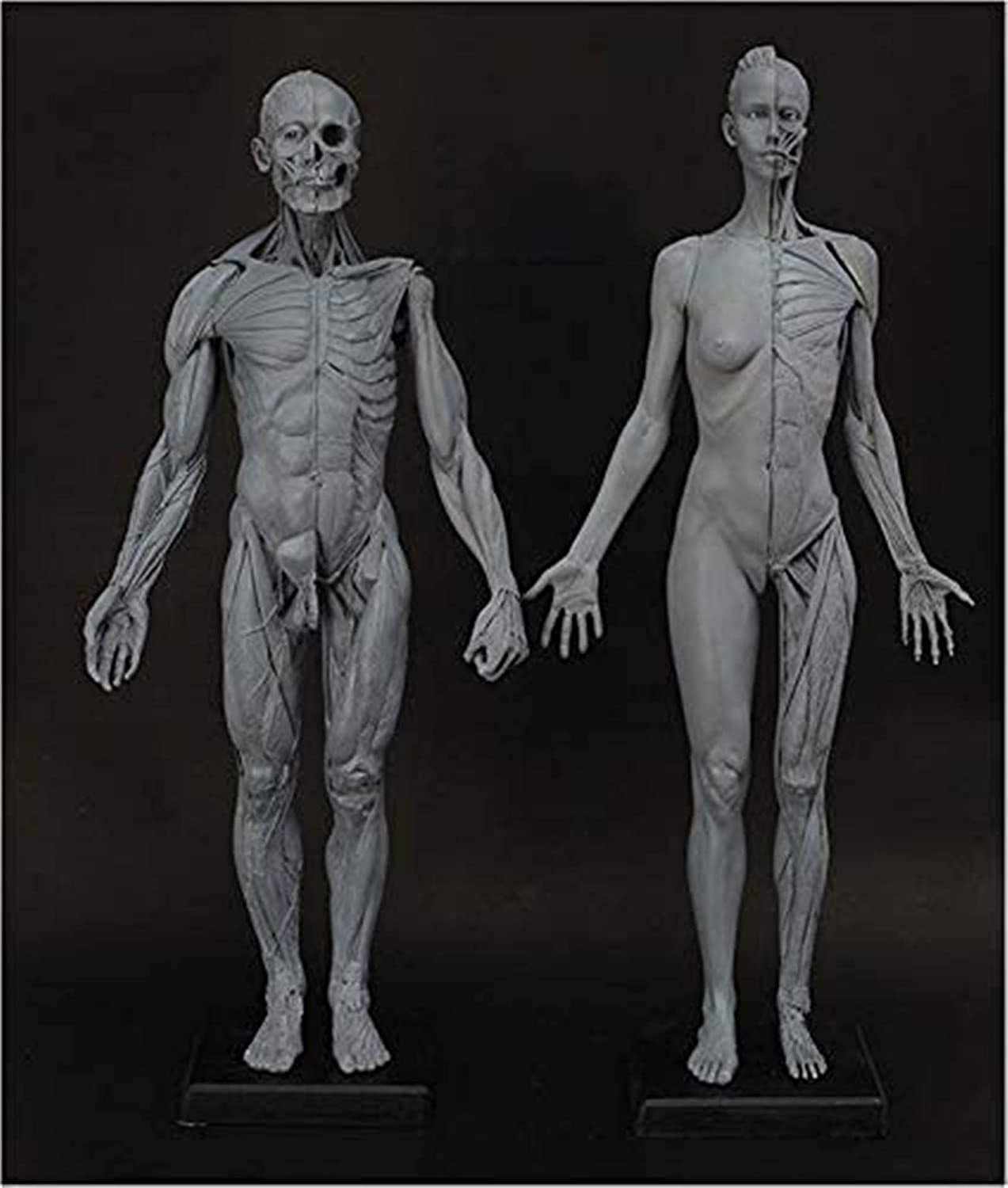 Male & Female Anatomy Figure - 23.6Inch Human Muscle Skeleton