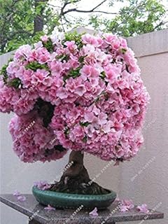 10pcs/Bag Rare Mini Sakura Seeds Japanese Cherry Blossom Bonsai Flower Seeds Sakura Tree DIY Home & Garden Plant: Only Seeds