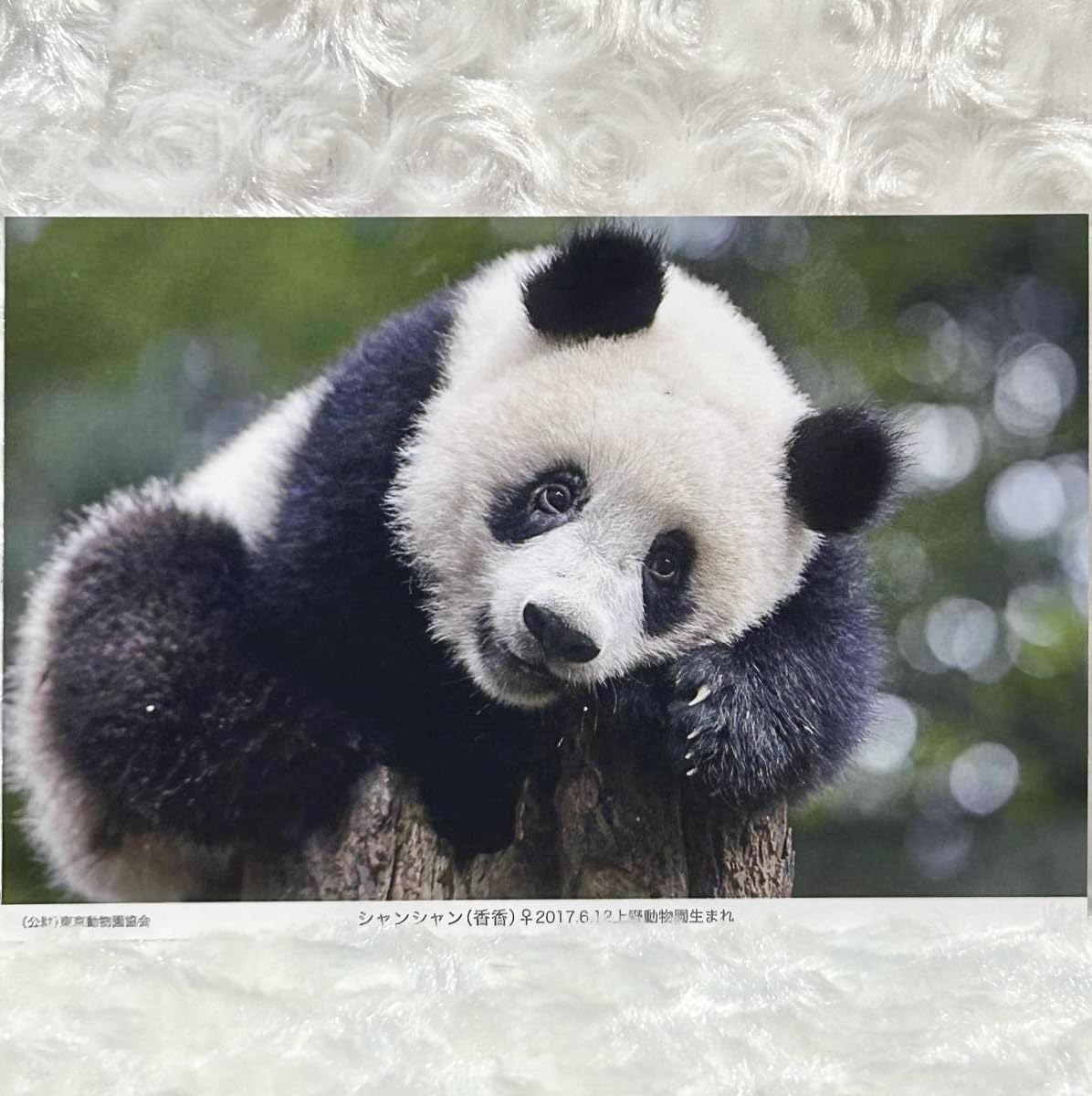 シャオシャオ レイレイ シャンシャン 歴代パンダ屋外広告幕タオル3枚