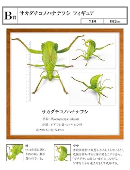 Amazon.co.jp: 一番くじ昆虫 世界の昆虫博物館/B賞 サカダチ