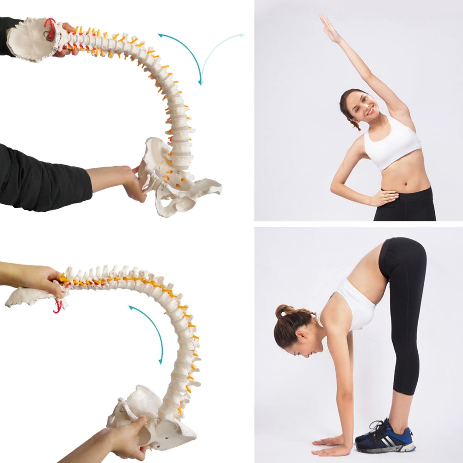 Modelo de columna vertebral flexible a tamaño natural 33 pulgadas (85 cm) con médula espinal, vértebras, nervios, arterias, lumbar, pelvis y soporte