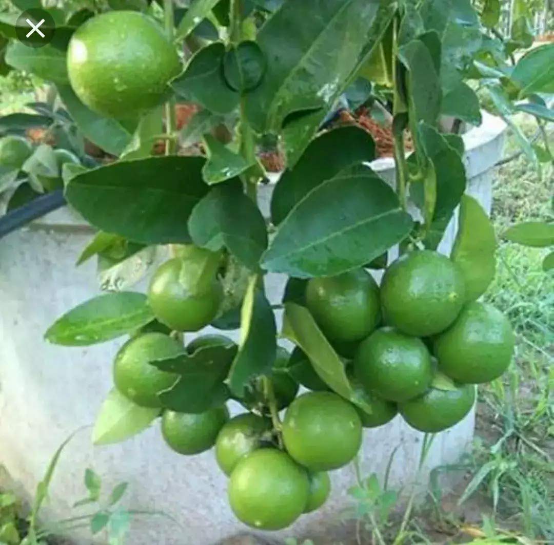 ROYAL PARADISE GARDEN Rare Hybrid Seedless Lemon Plant Tasty Lemon 1 Healthy Live Plant Seedless, Grafted Nimboo (B07YSS3W9N) Amazon Price History, Amazon Price Tracker