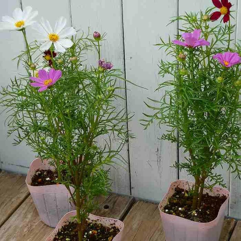 かお様♡秋桜の苗サイズのご確認陽です。 Amazon.co.jp: コスモス 苗 小株 3.5号 ピンク 赤 白 秋桜 花壇