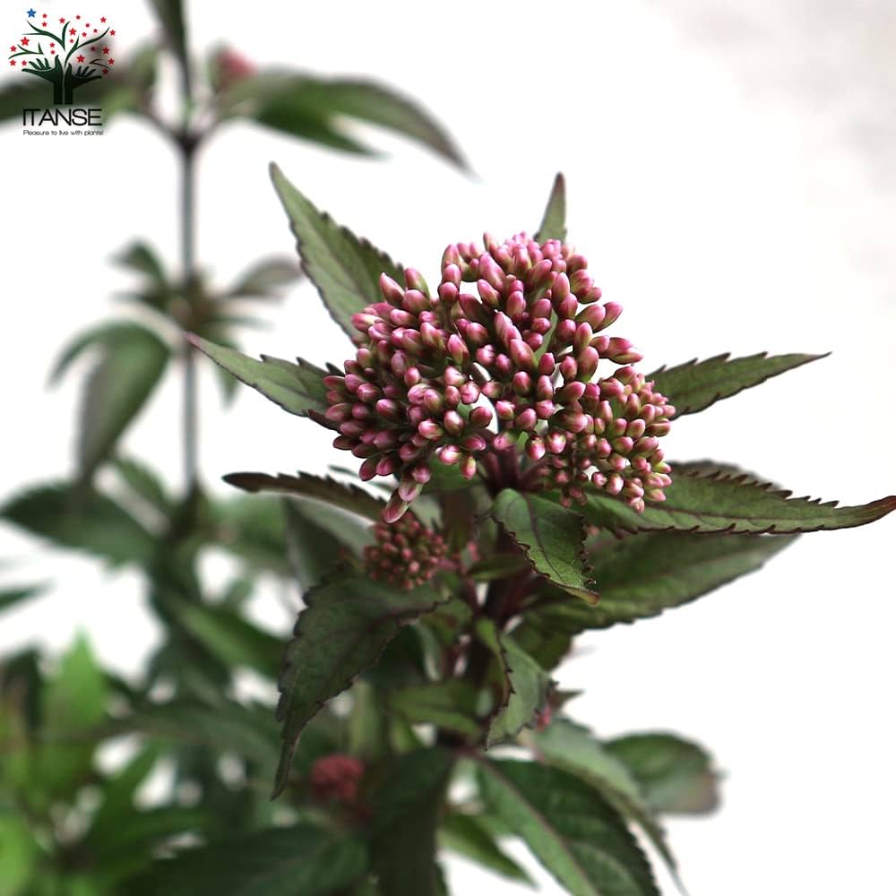 信州産　アルストメリア・藤袴・銀貨草・黄色の小花　joy様のご確認用です♪ 信州産 アルストメリア・藤袴・銀貨草・黄色の小花 joy様のご