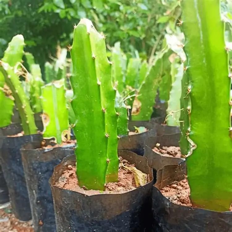 Image of Dragon Fruit Plant Combo Pack of 3 - All three Color Varieties- Yellow Skin, PinkSkin with White Flesh and PinkSkin with PinkFlesh.[v0.5]