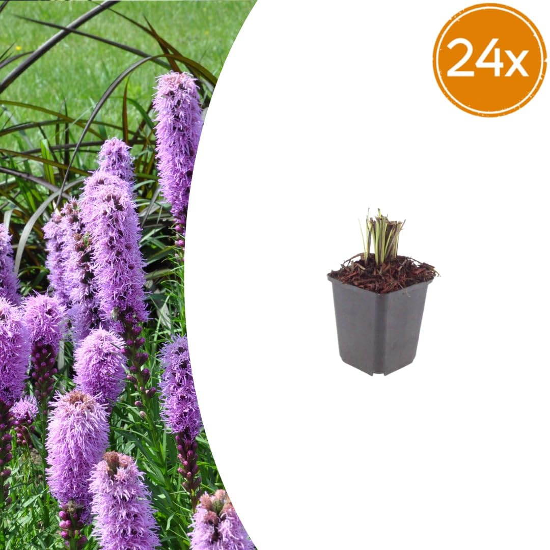 Liatris spicata przepiękna papryka, 24 rośliny, Ø 9 cm, wysokość 10-25 cm | Lato kwitnąca bylina, na grządki, do ogrodu preriowego, do sadzenia przyjaznego dla owadów