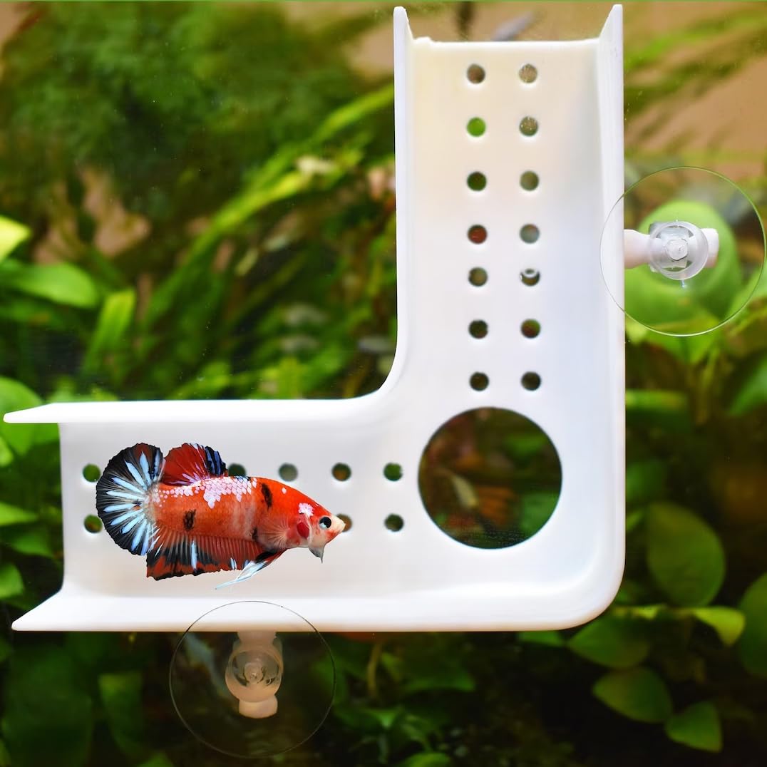amazon betta fish accessories Amazon.com : 3DAquaticSolutions Betta Play Tunnel. A Hideout for Betta Fish  to Chill and Sleep. Fun Activities for Your Fish. Betta Bed Resting Tube :  Pet Supplies