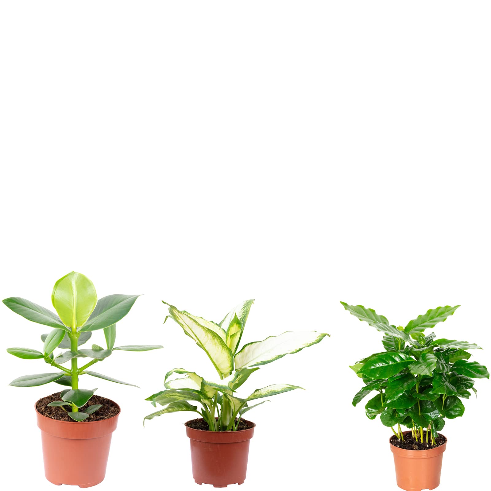 Zestaw 3 prawdziwych roślin pokojowych, kawa, jabłko balsamowe, dieffenbachie - wysokość ok. 20-35 cm, średnica doniczki 9-12 cm