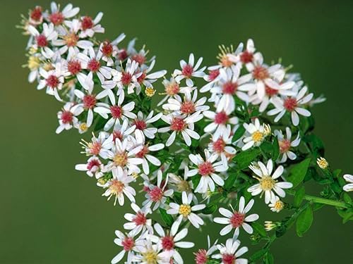 Miniatura 1 de Semillas Aster de Calico para plantar - 100 semillas - Flores perennes fáciles de cultivar - Symphyotrichum lateriflorum