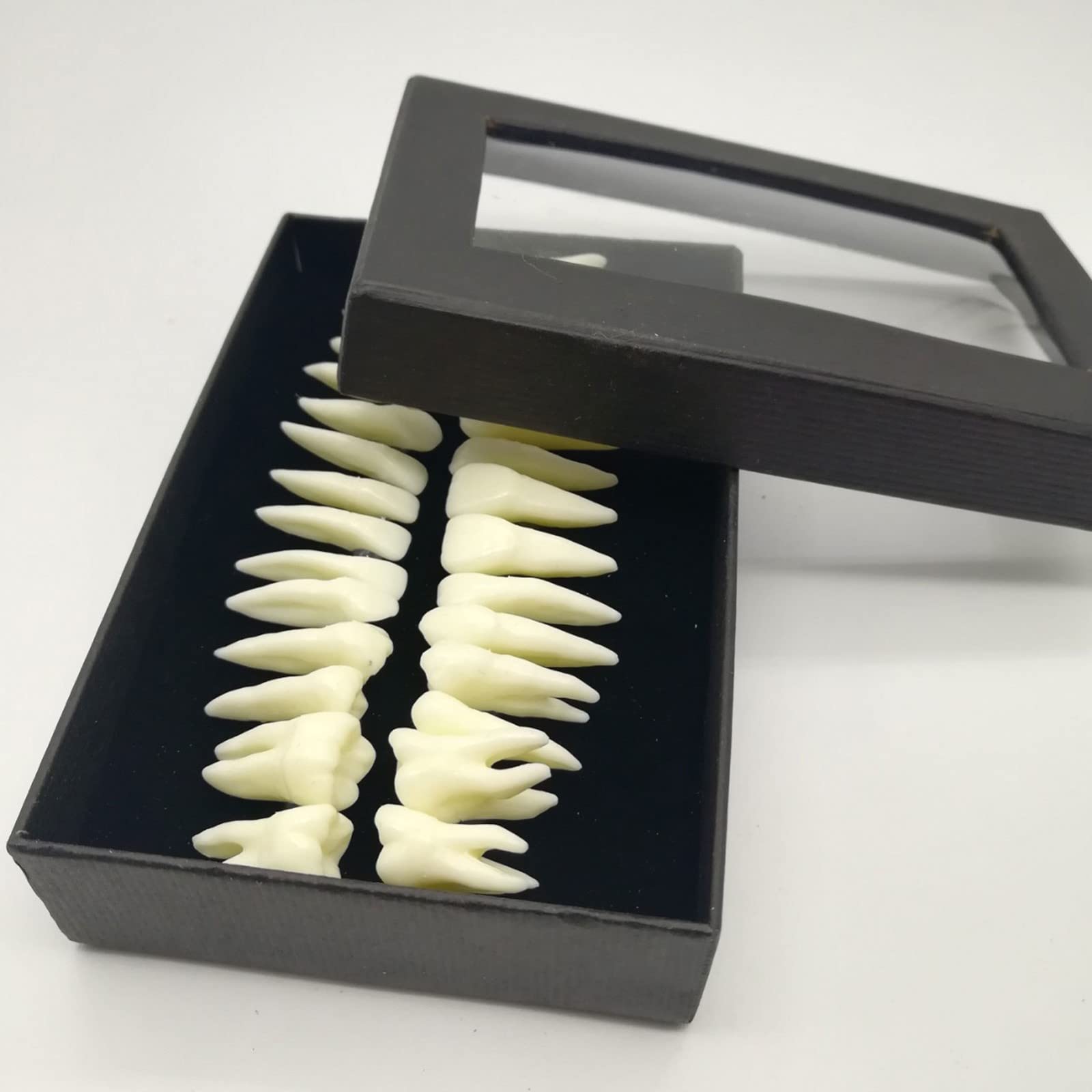 Xiaoxu 28 Pezzi 1:1 Dimostrazione Dentale Denti permanenti Modello didattico Studio Implantologia Dentale Prodotto per la Pratica odontoiatrica