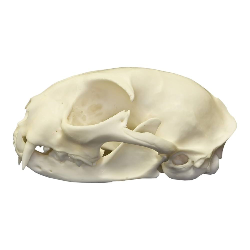 高品質!ネコの頭骨 3点セット SKULLS UNLIMITED社 61Jns9y46WL._UF1000,1000_QL80_.jpg
