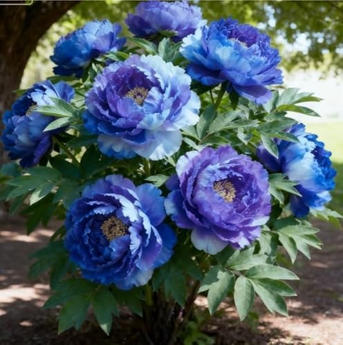 Eccellente Peonia bulbi,Peonie pianta vera,Piante perenni,Decorazione del giardino, bulbi belli e sani(non fiori artificiali)-2 Bulbi-E