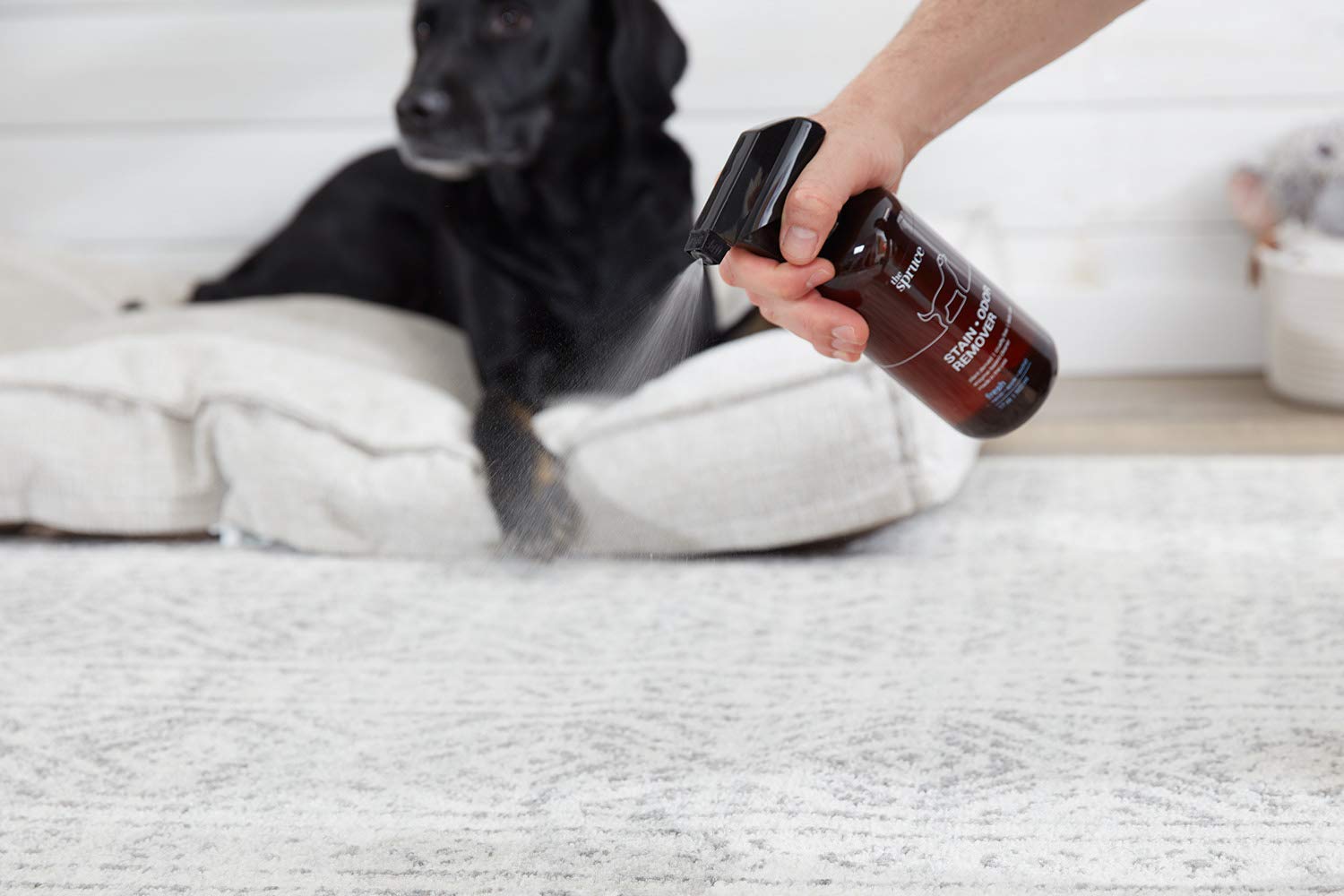 The Spruce Removedor de manchas y olores para mascotas, limpiador a base de enzimas derivado de plantas para orina de perros y gatos, heces, vómito, etc. Seguro y eficaz en azulejos, madera dura,