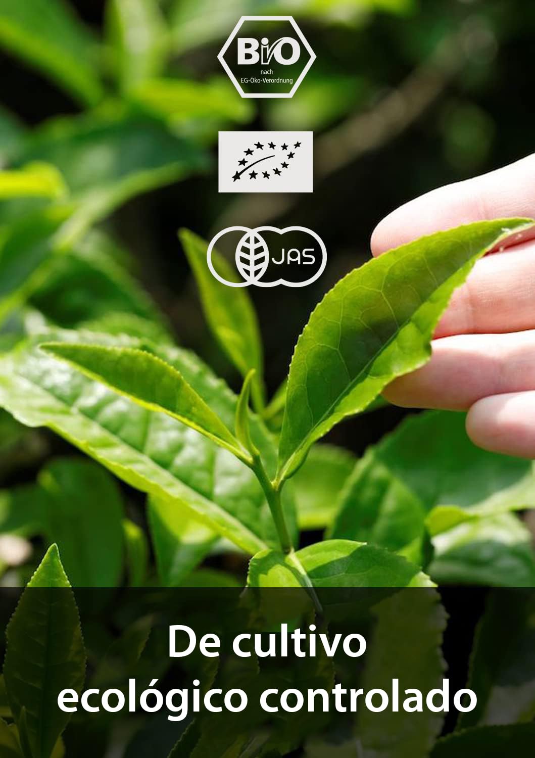 Kaizen® Ichiban Té Matcha Orgánico - Grado Ceremonial de Concurso - completamente sombreado - importado directamente de la prefectura de Kagoshima - Tarro de 30g con protección UV y contra el oxígeno