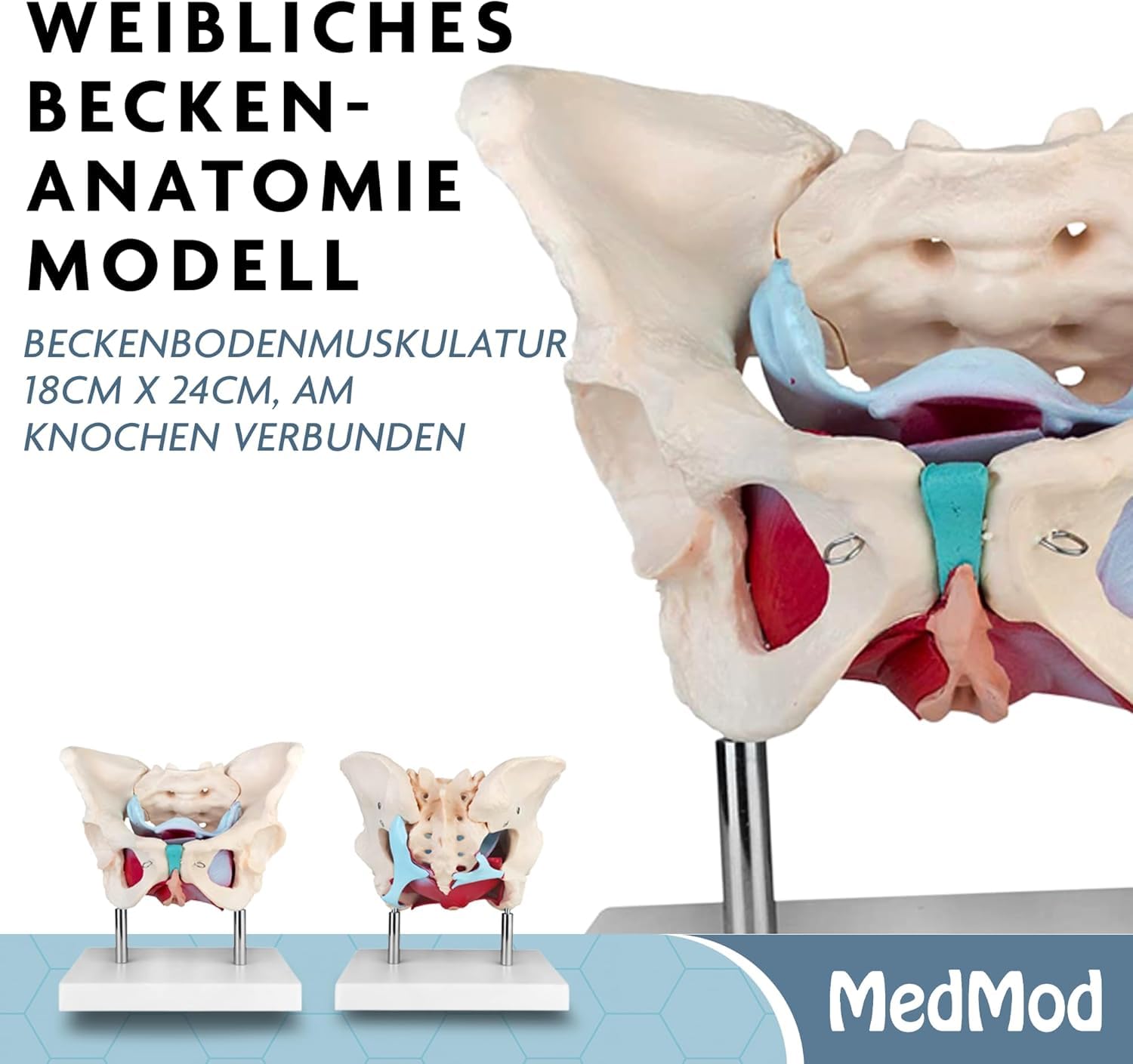 Anatomie Modell weiblicher Beckenboden Lebensgroß weibliches Becken | Becken mit Muskeln für Schule, Studium und Anatomie-Training, Lehrmodell