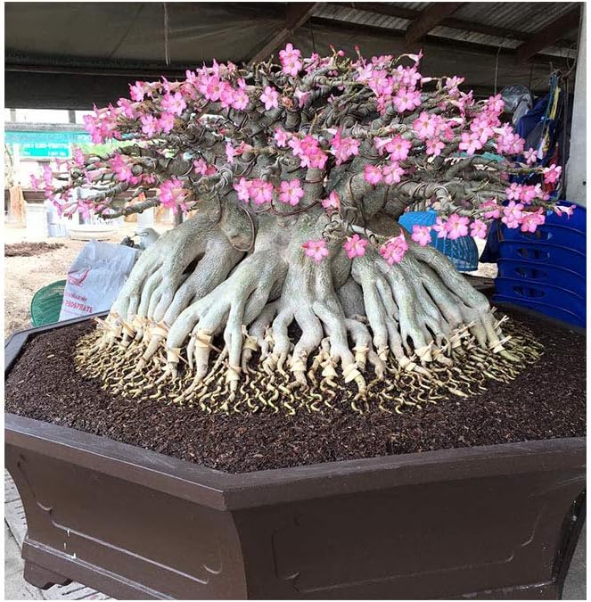Set of 4 Adenium Thai Socotranum Desert Rose Bonsai Tree Plants Decor Registered Track Online 100% Guarantee Satisfaction