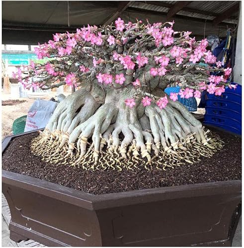 Juego de 4 plantas de árbol bonsái Adenium Thai Socotranum Desert Rose Bonsai Decoración Registrado Track Online 100% garantía Satisfacción