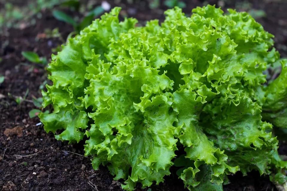 Willvine HIGH QUALITY Lettuce-LNT-11P