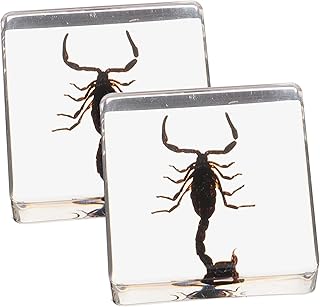 BCOATH Resin Paperweight 2pcs In Resin Specimen Specimen Paperweight Resin Ornament Educational Tool