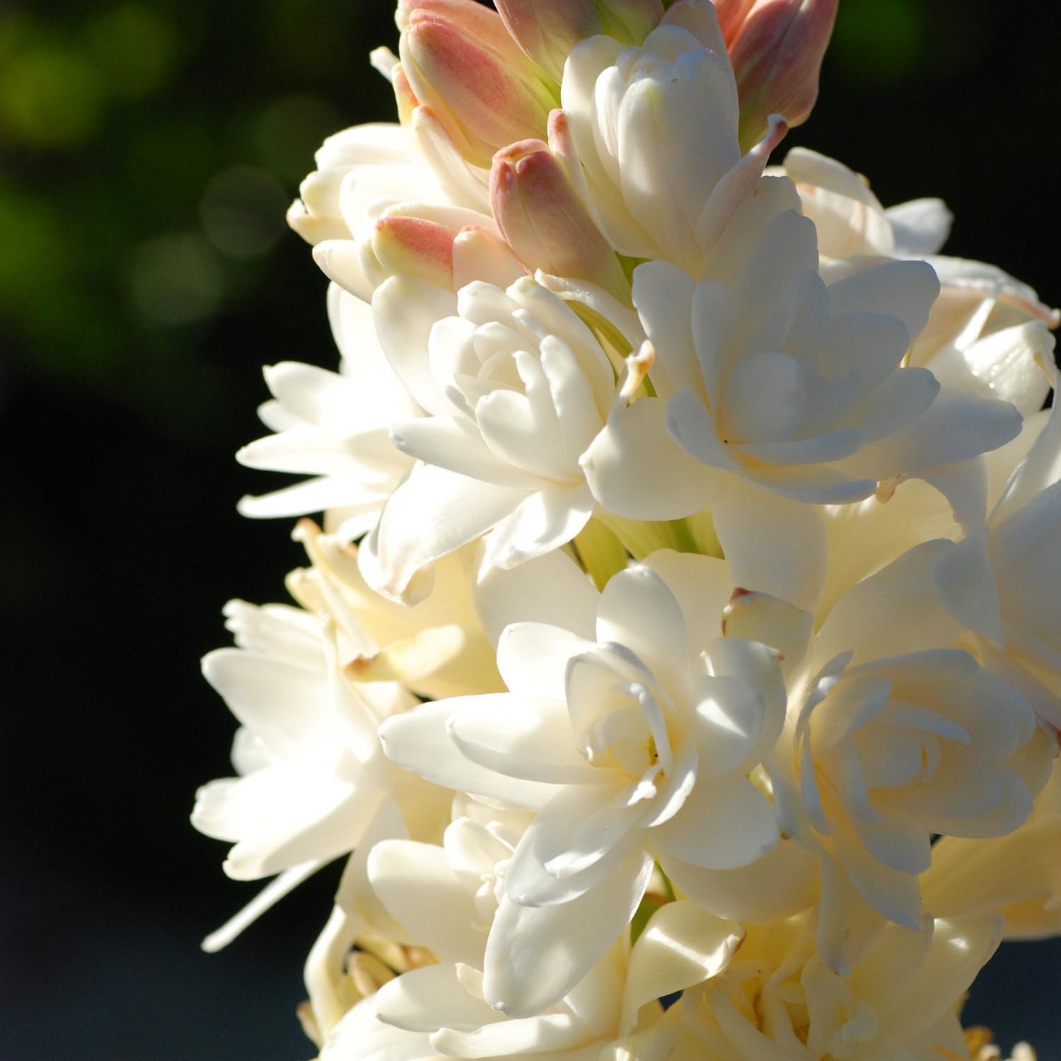 Tuberose Seeds - Fragrant Polianthes Tuberosa Flower Seeds for Home Gardens - Easy to Plant, Ideal for Fragrant Gardens & Floral Arrangements