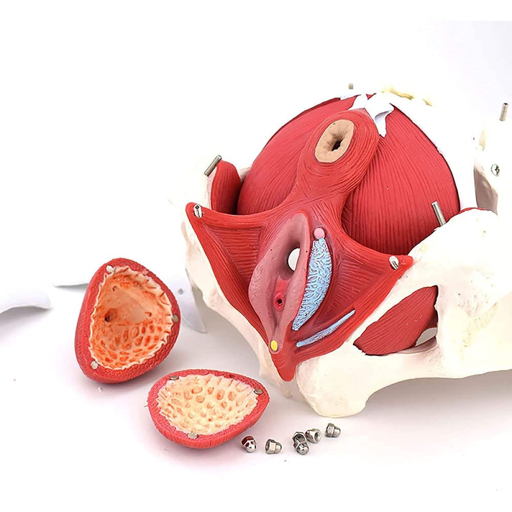 Model Anatomiczny - Model Żeńskiej Miednicy Naturalny, Model Biodra - Model Żeński Miednica Z Kością Kości Biodrowej